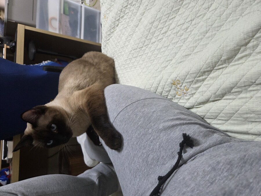 샴고양이에는 지랄묘 DNA가 있다고 하더라_3.jpg