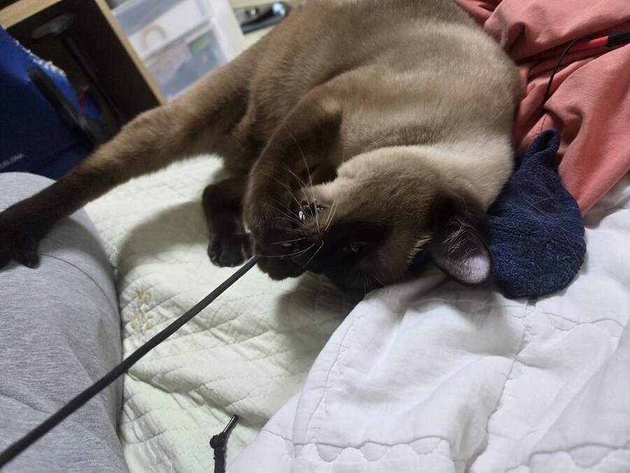 샴고양이에는 지랄묘 DNA가 있다고 하더라_4.jpg