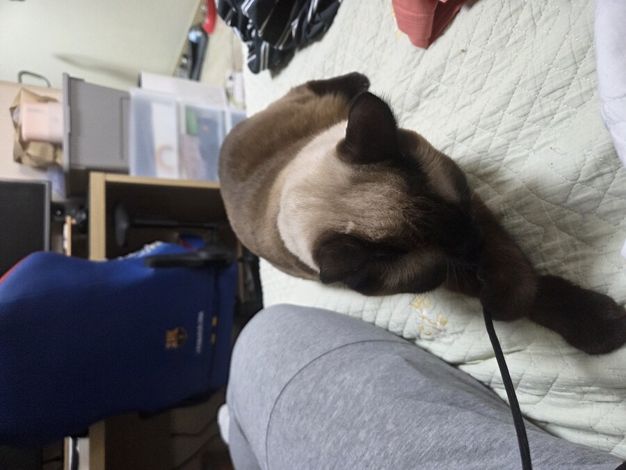 샴고양이에는 지랄묘 DNA가 있다고 하더라_6.jpg