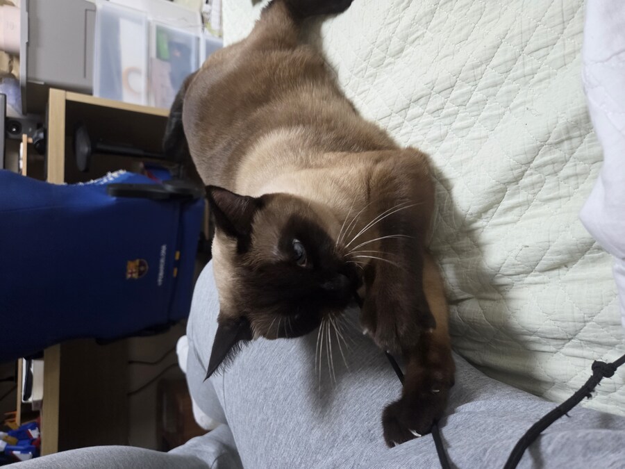 샴고양이에는 지랄묘 DNA가 있다고 하더라_7.jpg