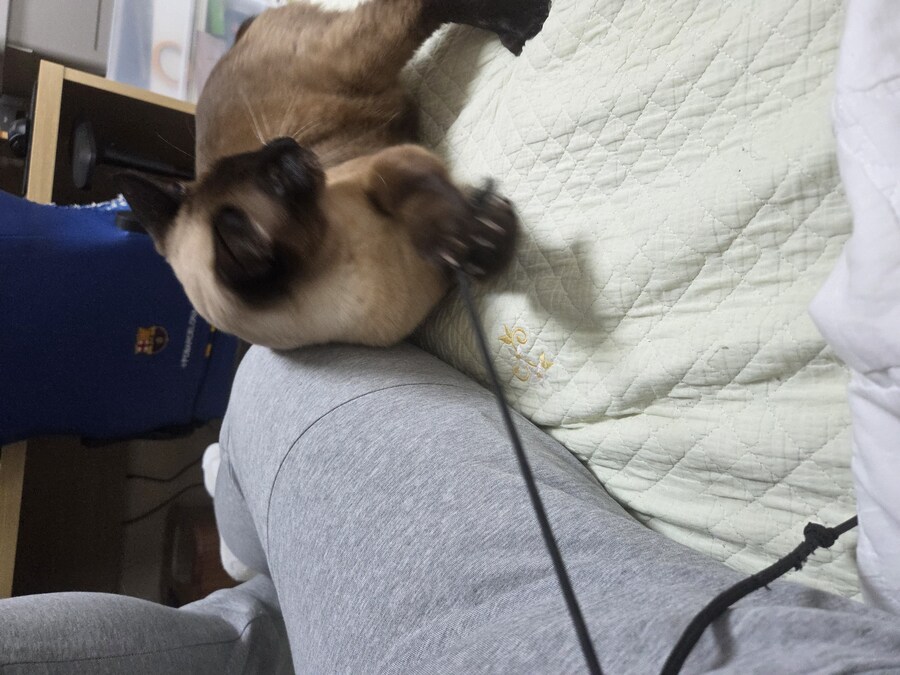 샴고양이에는 지랄묘 DNA가 있다고 하더라_8.jpg