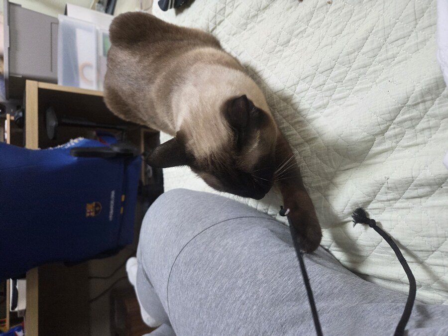 샴고양이에는 지랄묘 DNA가 있다고 하더라_9.jpg