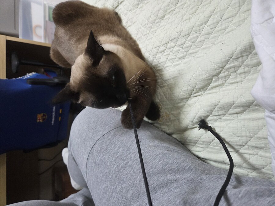 샴고양이에는 지랄묘 DNA가 있다고 하더라_10.jpg