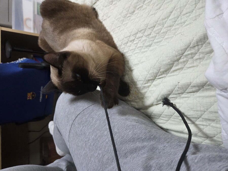 샴고양이에는 지랄묘 DNA가 있다고 하더라_11.jpg