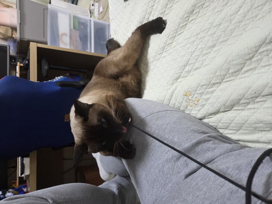 샴고양이에는 지랄묘 DNA가 있다고 하더라_12.jpg