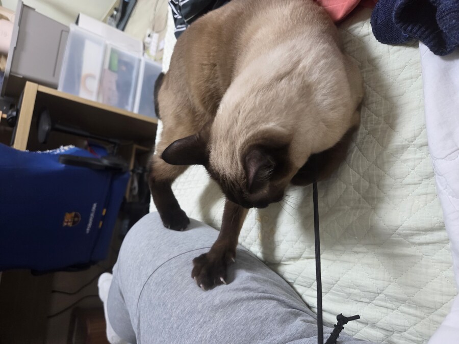 샴고양이에는 지랄묘 DNA가 있다고 하더라_13.jpg