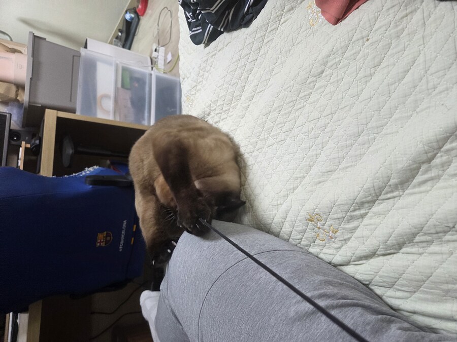 샴고양이에는 지랄묘 DNA가 있다고 하더라_14.jpg