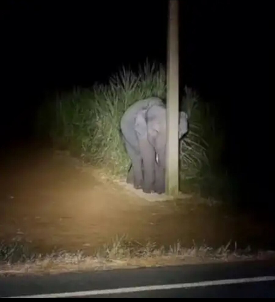 사탕수수 서리하다 걸린 아기 곶끼리.jpg_1.jpg