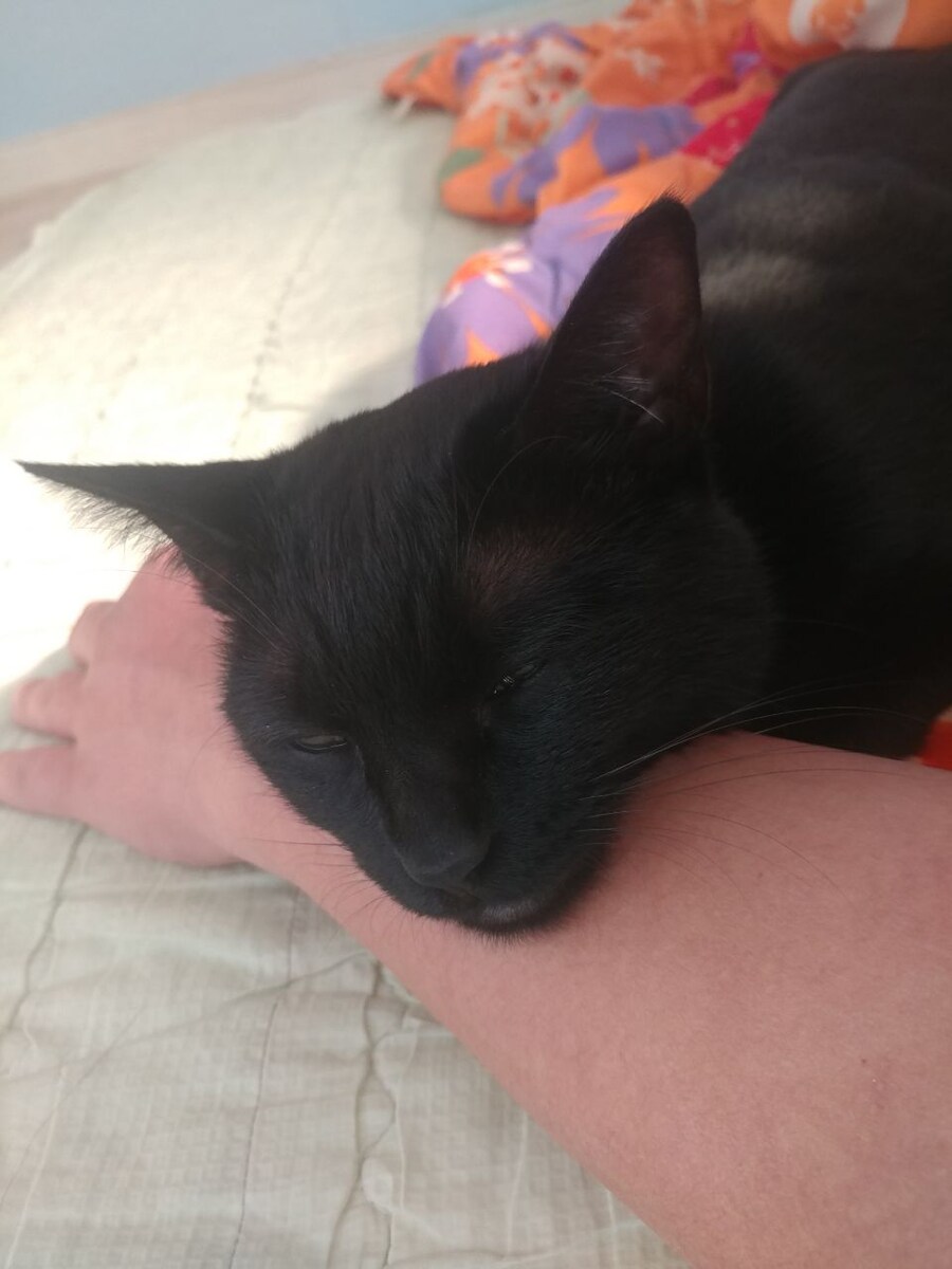 인기가 없는 엉기는 고양이_2.jpg