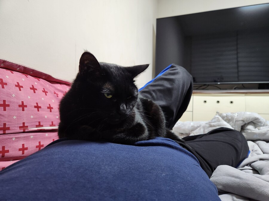 인기가 없는 엉기는 고양이_7.jpg