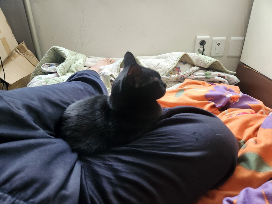 인기가 없는 엉기는 고양이_10.jpg