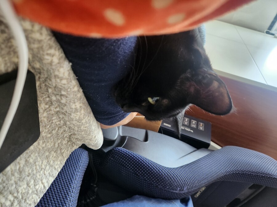 인기가 없는 엉기는 고양이_11.jpg