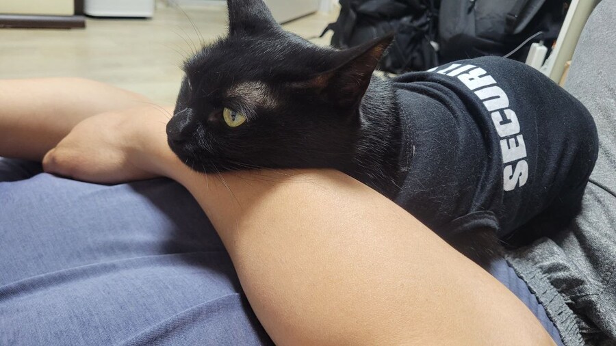 인기가 없는 엉기는 고양이_16.jpg