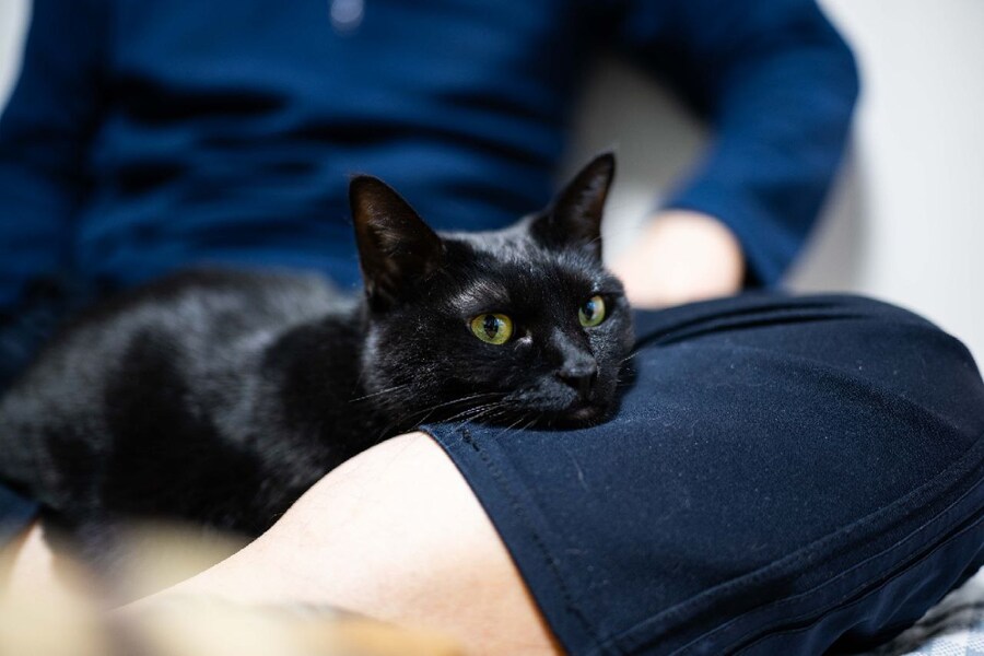 인기가 없는 엉기는 고양이_17.jpg