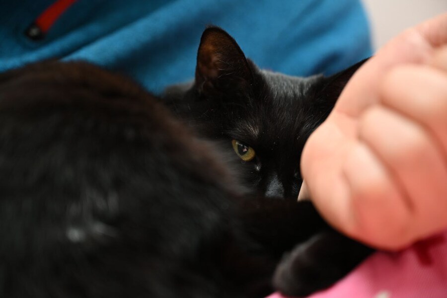 인기가 없는 엉기는 고양이_19.jpg