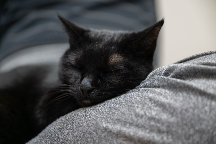 인기가 없는 엉기는 고양이_20.jpg