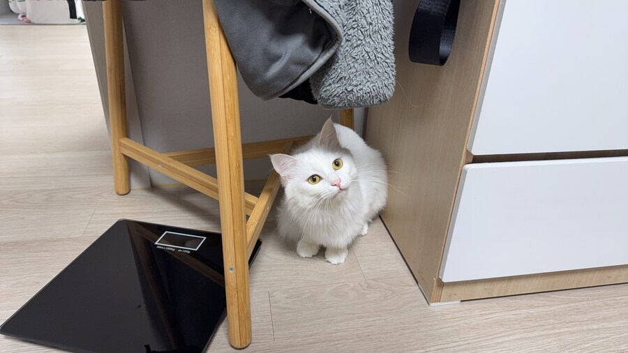 우리집 고양이 특_2.jpg