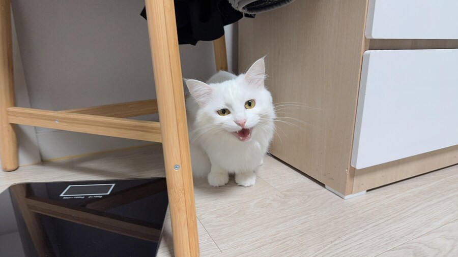 우리집 고양이 특_1.jpg