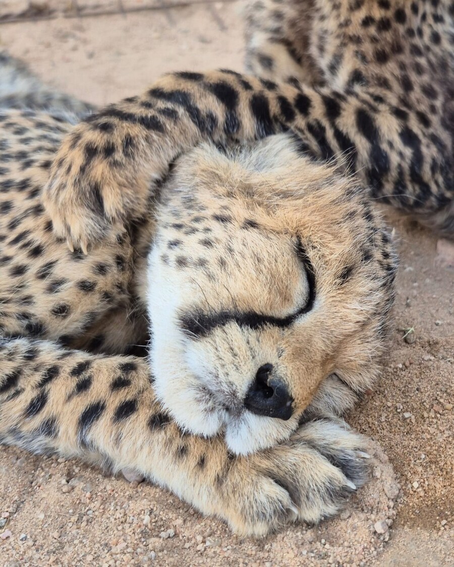 새끼 치타..._4.jpg