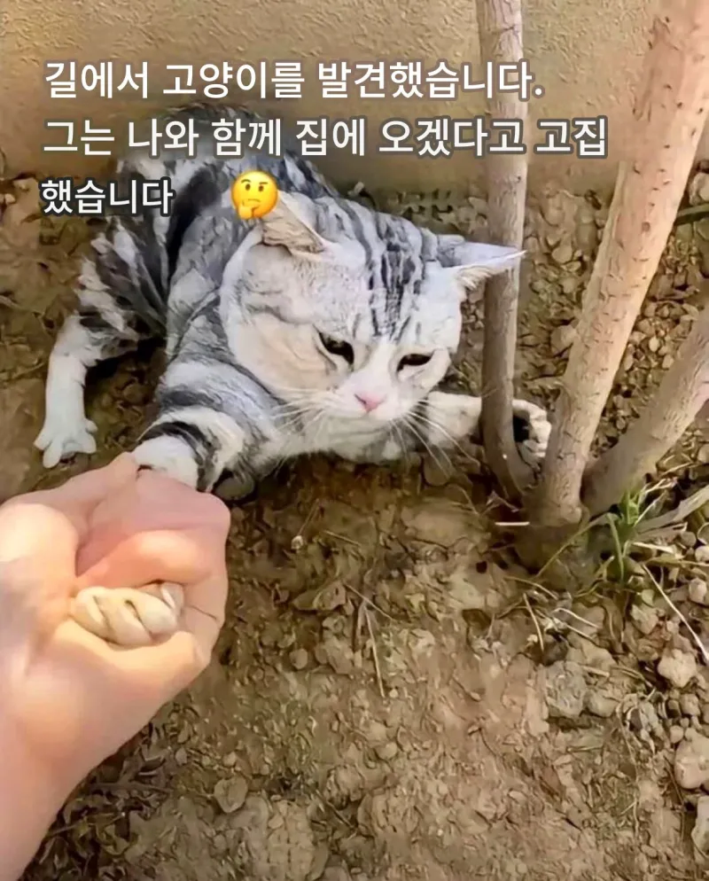 길가다 냥줍했다는 외국인_1.webp