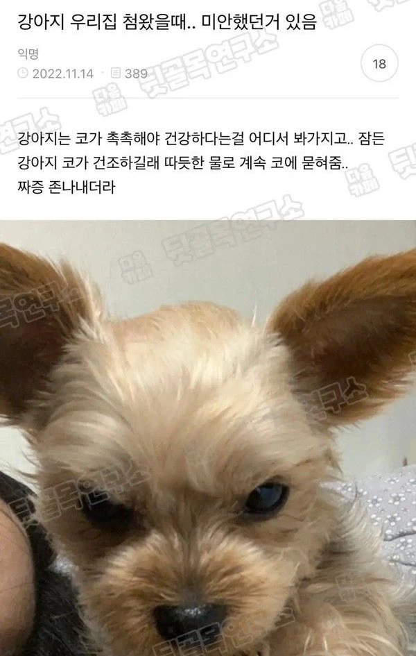 강아지 우리집 첨왔을때.. 미안했던거 있음_1.webp