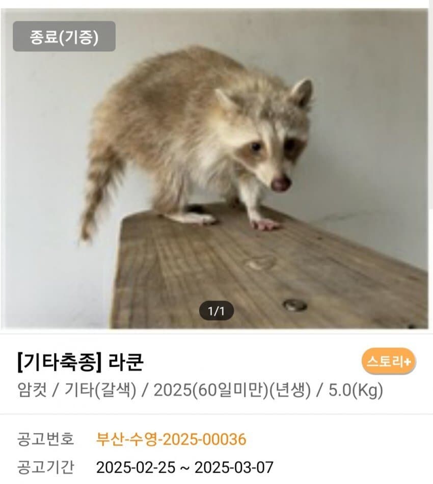 신통방통 포인핸드 동물공고.jpg_1.jpg