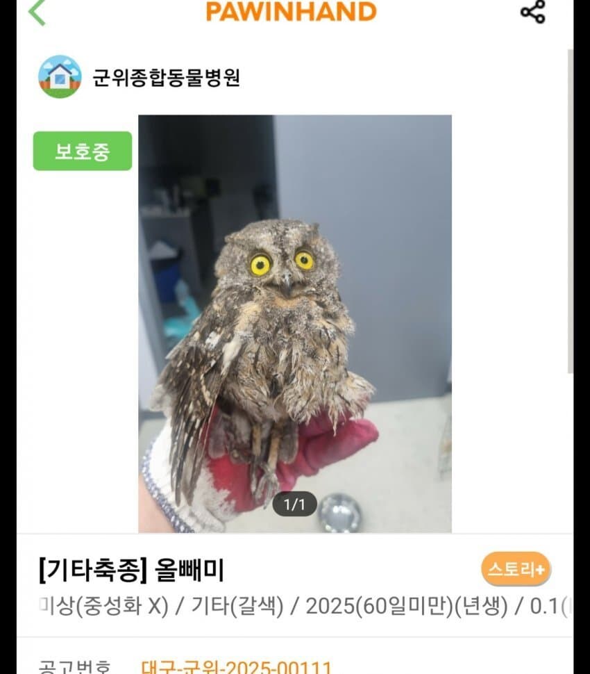 신통방통 포인핸드 동물공고.jpg_4.jpg