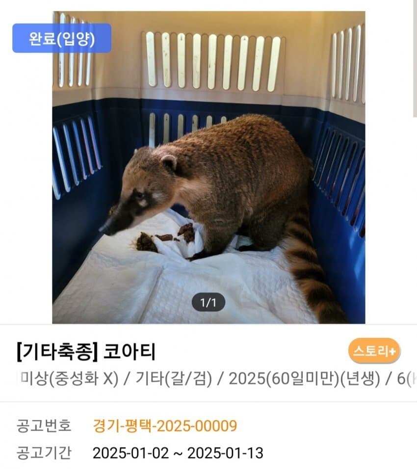 신통방통 포인핸드 동물공고.jpg_6.jpg