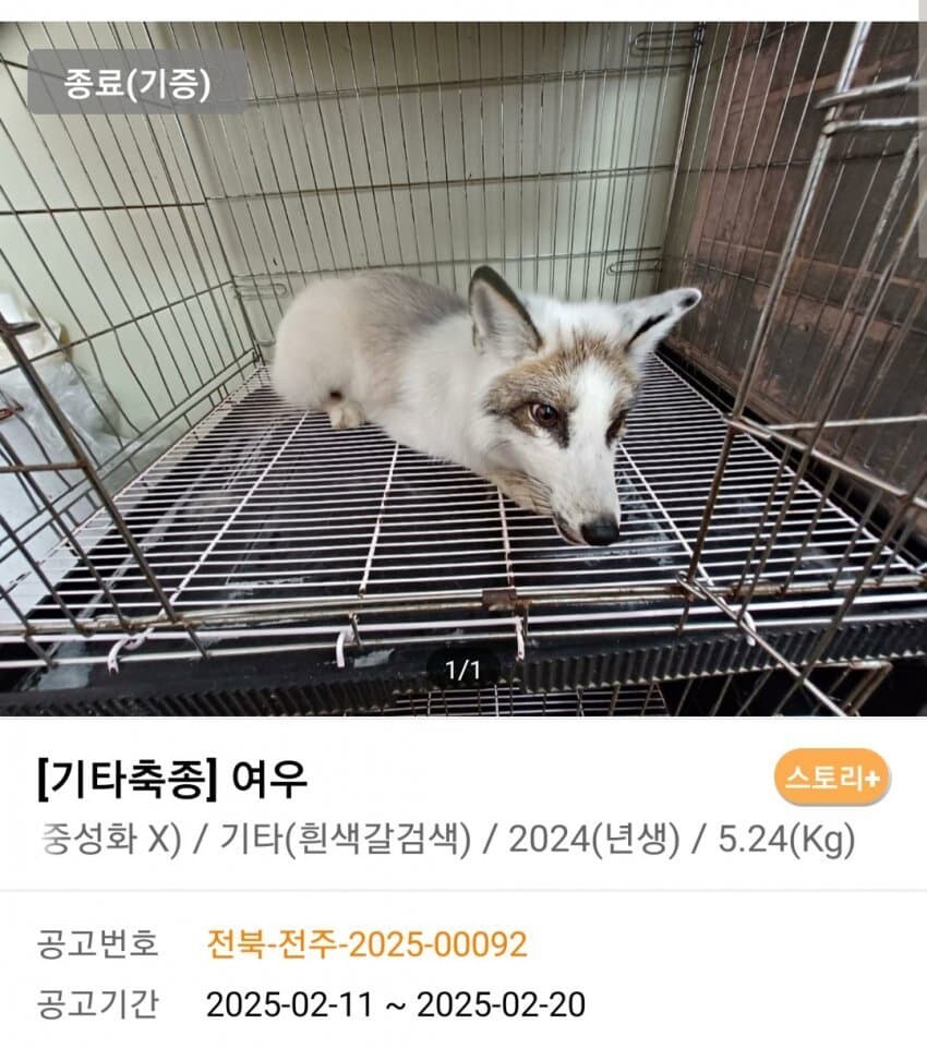 신통방통 포인핸드 동물공고.jpg_7.jpg