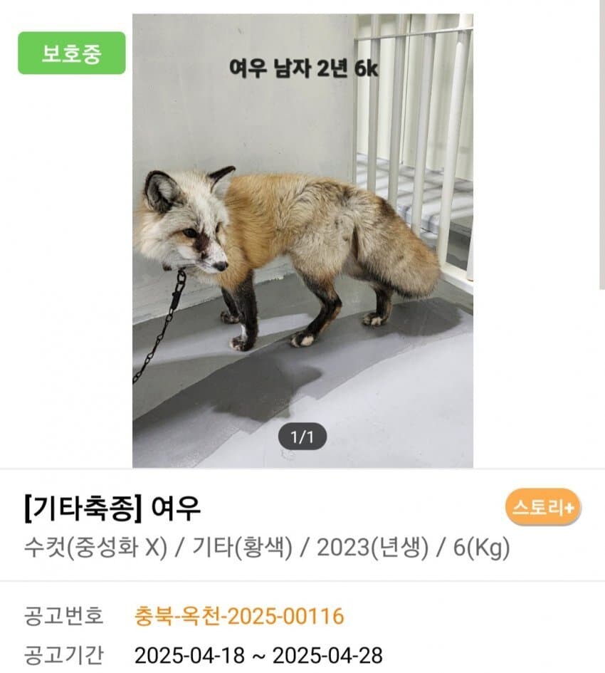 신통방통 포인핸드 동물공고.jpg_8.jpg