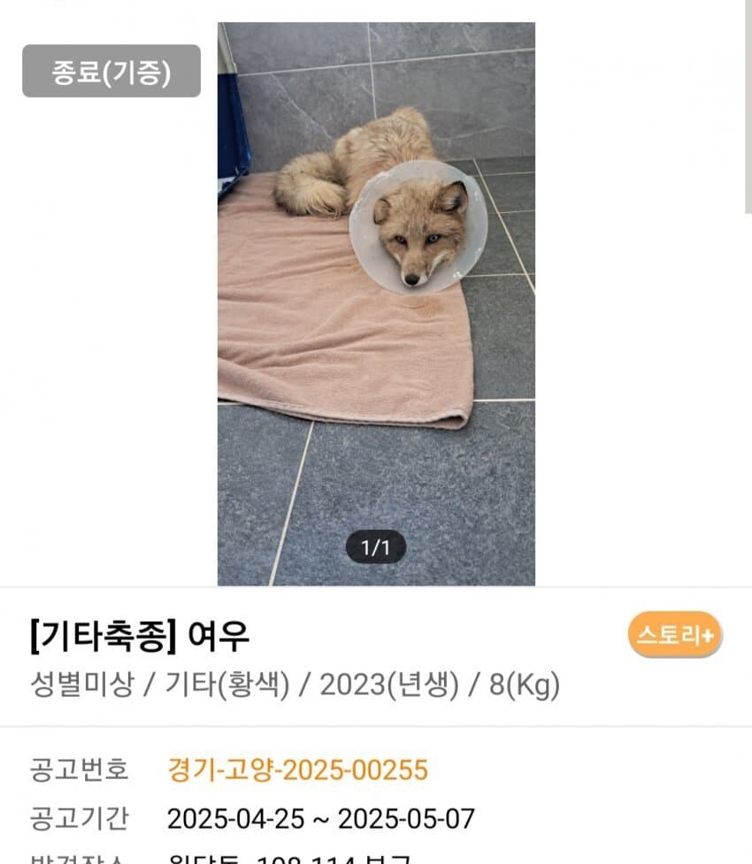 신통방통 포인핸드 동물공고.jpg_9.jpg