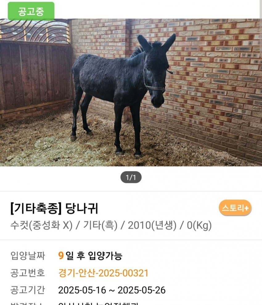 신통방통 포인핸드 동물공고.jpg_10.jpg