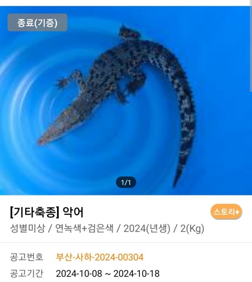 신통방통 포인핸드 동물공고.jpg_11.jpg