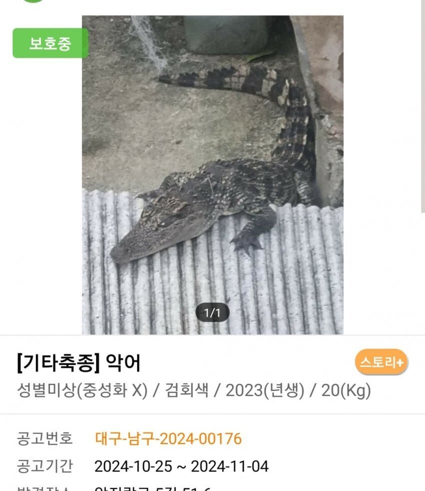 신통방통 포인핸드 동물공고.jpg_12.jpg