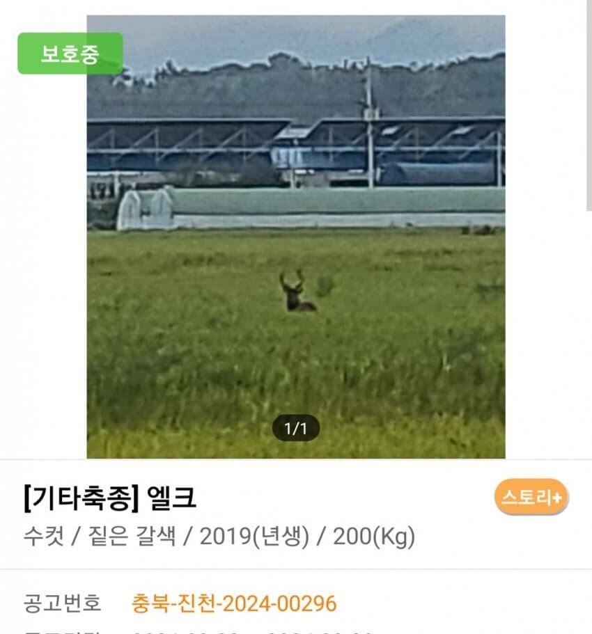 신통방통 포인핸드 동물공고.jpg_13.jpg