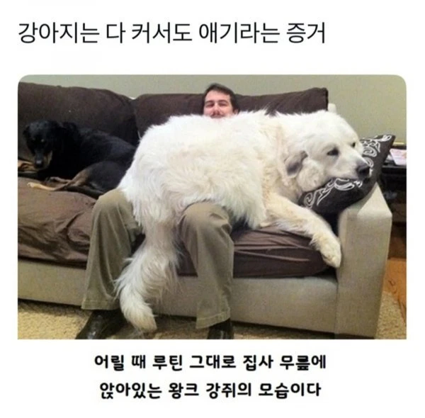 강아지는 커서도 강아지라는 증거.jpg_1.webp