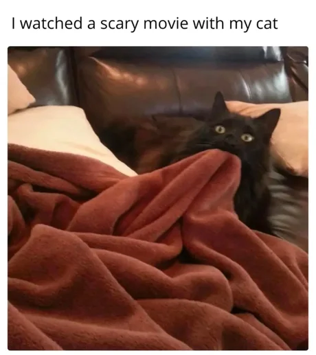 고양이랑 같이 공포 영화를 본 결과_1.webp