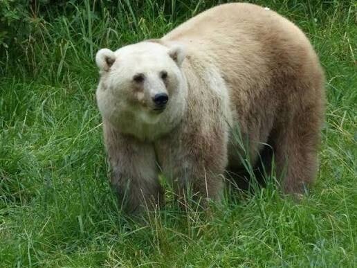 하도 비벼서 북극이 녹아내리자 북극곰은..._1.jpg