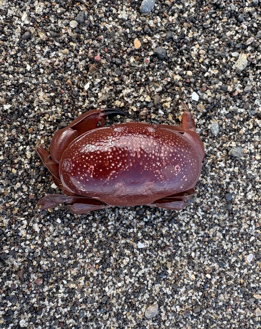 바다에서 만난 귀여운 조개인줄 알았는데_3.jpg