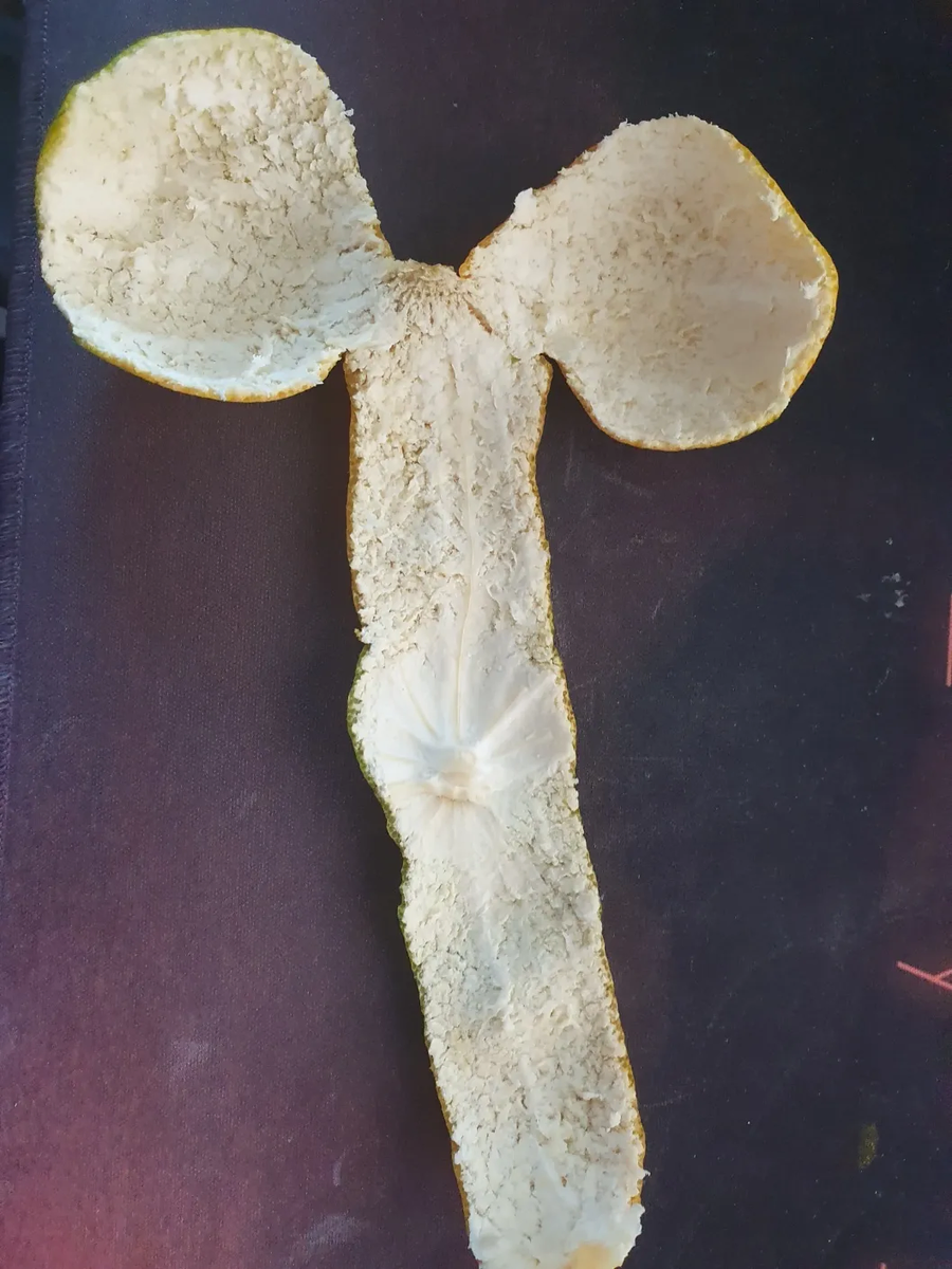 이게 귤껍질 임_1.webp