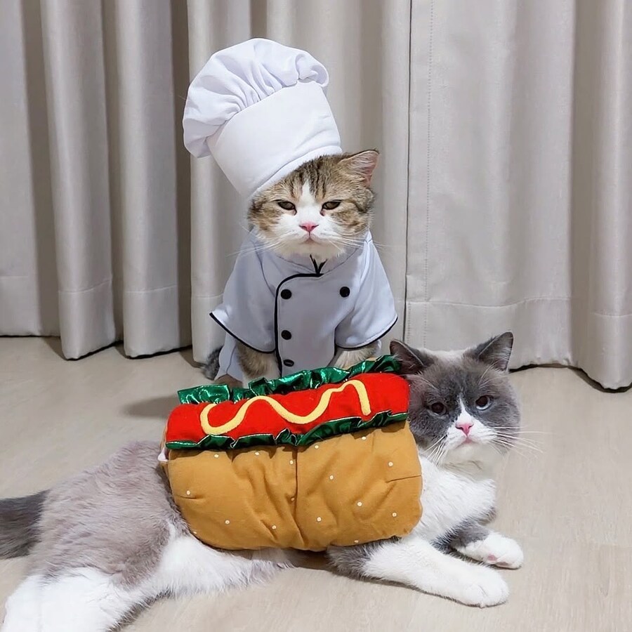 귀요미 냐옹이들..._1.jpg