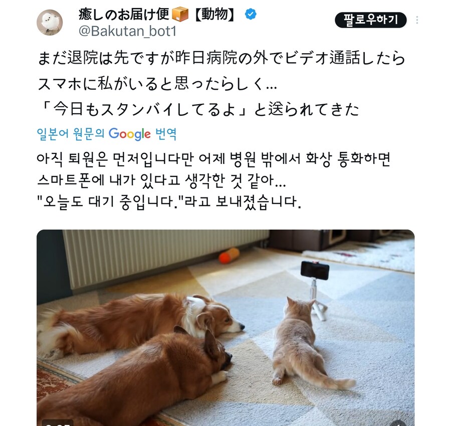 주인과 영상통화한 이후 멍냥이들.jpg_1.jpg