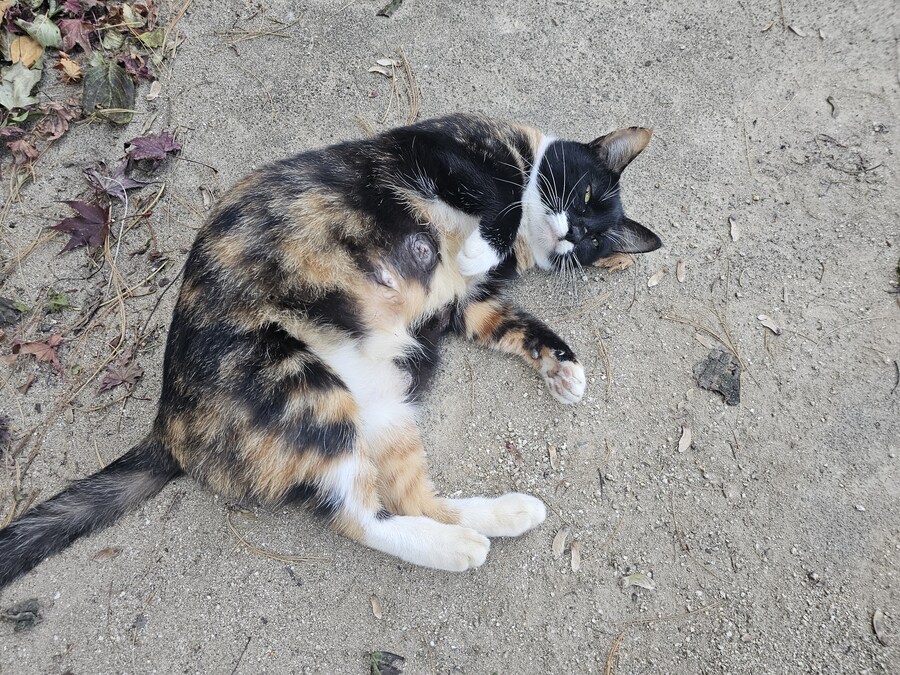 이 길냥이 애교부리는건가_1.jpg