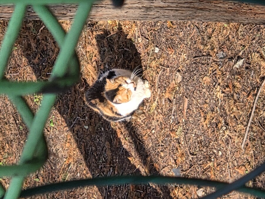햇살 받으며 식빵 굽는 고앵이_3.jpg