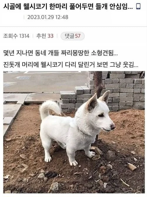 시골에서 웰시코기 한마리 풀어두면 들개 안심임..._1.webp