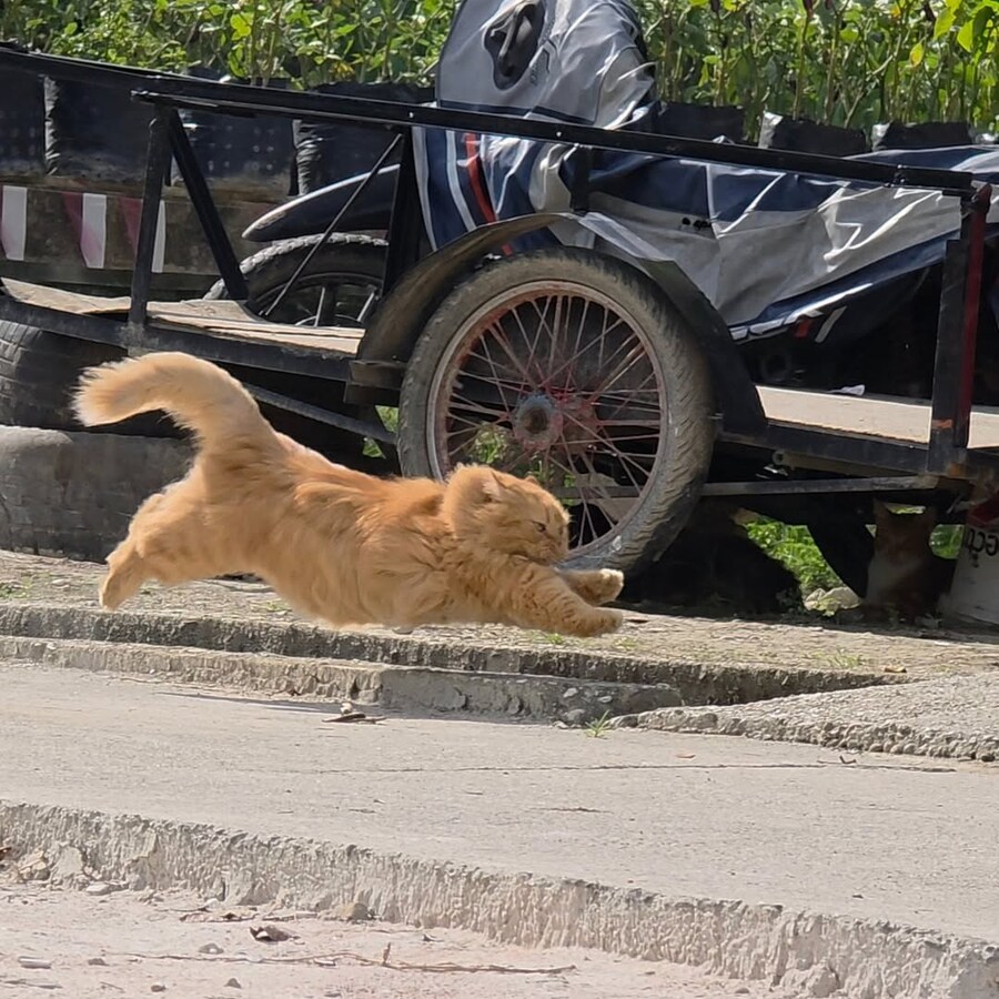 힘차게 달리는 냐옹이..._1.jpg