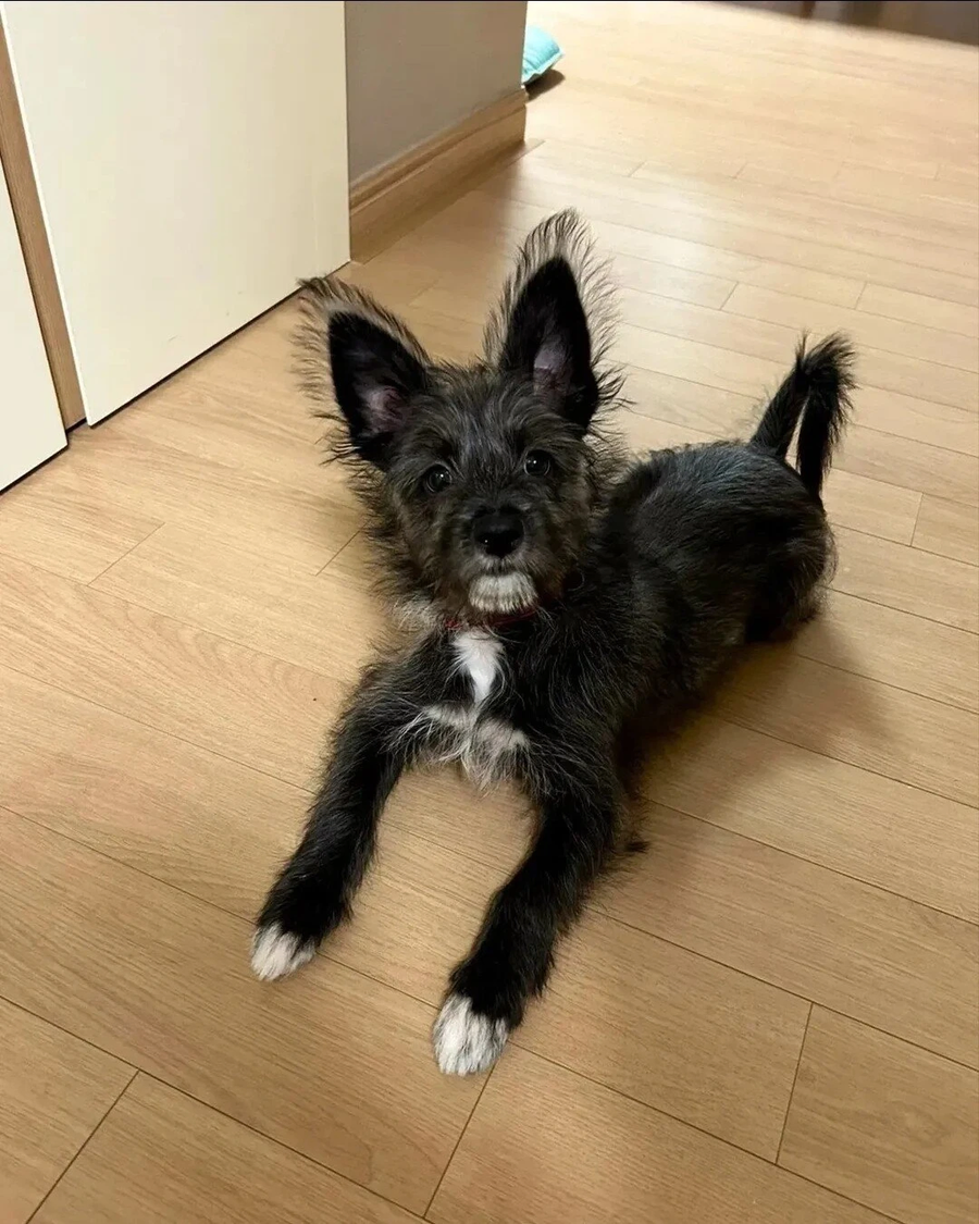 털이 이상하게 자라는 강아지._2.webp