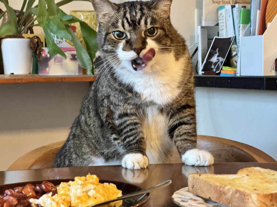 표정이 귀여운 고양이.jpg_3.jpg