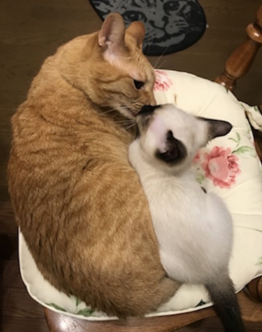 작고 귀여웠던 샴 고양이는 이제.jpg_1.jpg