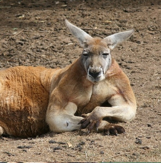 모닝 캥거루_1.jpg